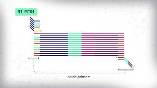 arm PCR Multiplex PCR amplification for immune sequencing [upl. by Aicela]