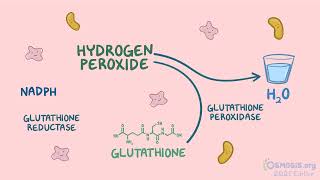 Osmosis Pentose phosphate pathway [upl. by Ynnaffit]