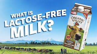 What is Lactose Free milk  Ask Organic Valley [upl. by Honan]