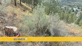 Who cut down trees in Kelowna park [upl. by Fanchon]