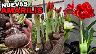 COMO SACAR NUEVAS AMARILIS y AZUCENAS hippeastrum amaryllis [upl. by Atirres872]