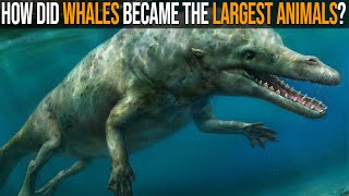 Evolution of Whales How They Became The Largest Animals Ever [upl. by Jacklin]