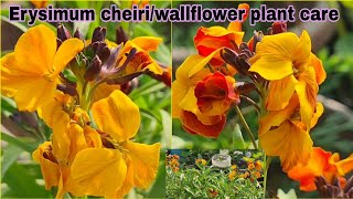 Erysimum cheiriwallflower plant care and grow tipsएरीसिमम चीरी फूल के पौधे की देखभाल कैसे करे [upl. by Lednar]