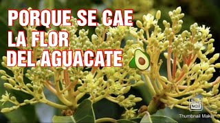 4 CLAVES efectivas para AUMENTAR la floración y cuaje de fruta en el Aguacate 🥑 [upl. by Herrod]