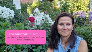 Rozmnażanie róż metody terminy efekty [upl. by Vincelette]