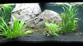 75Gallon CO2Injected AquaScape Update 101224 [upl. by Neenaj914]