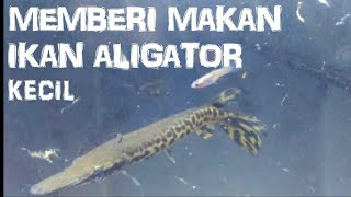 MEMBERI MAKAN IKAN ALIGATOR KECIL [upl. by Noskcaj]