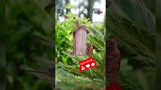 RARE Multicolored Bird and Finches Development  Bird Feeder 47  NUP Shorts subscribe birds [upl. by Devaj279]