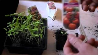 Comment réussir le repiquage de plants de tomates en godets [upl. by Maureen]