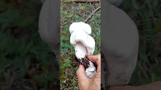 AGARİCUS ARVENSİSÇAYIR MANTARIAT EVLEĞİHORSE MUSHROOM [upl. by Ahsekad]