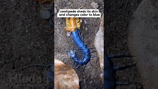 Centipede molting to blue skin centipede insects animals animalshorts [upl. by Nikolia]