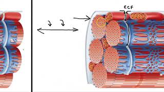 Sarcoplasmic Reticulum and T Tubules [upl. by Nilcaj977]