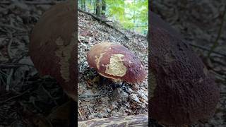 Fungo porcino Rosso da 516 gr 22 settembre 24 boletuspinophilus mushroom fungoporcino [upl. by Missie218]