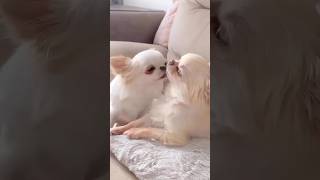 Adorable Dog’s Sweet Reaction 🐶❤️ cat shortsviral [upl. by Nosyk]