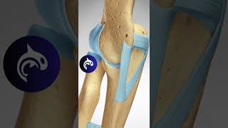 See what an MCL Tear of the Elbow looks like in 3D animation [upl. by Anos]