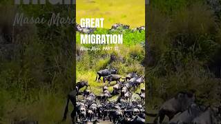 Great migration at Masai Mara Part II DebashisBanerjeeWWE [upl. by Einattirb]