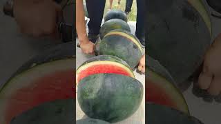 Triploid seedless watermelon Blackskinned triploid seedless watermelon high in lycopene [upl. by Kerrie]