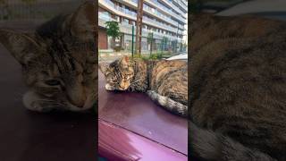 This beautiful cat has lost an eye😢 Please be careful of street animals [upl. by Catherin]