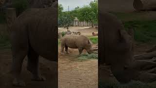 Southern White Rhinoceros [upl. by Norehc]