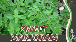 How to grow SWEET MARJORAM in 1 Minute History Growing Nutrition Companion Planting [upl. by Benyamin]