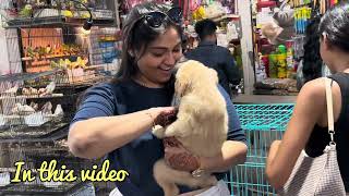 low Price Pets shop in Crawford Market Mumbai  Mumbai Cheap Pet Market [upl. by Anitnemelc996]