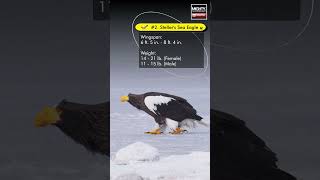 The Top 5 Largest Eagles On Earth By Wingspan [upl. by Yedoc]