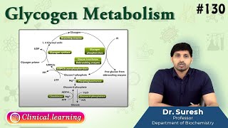 130 Glycogen Metabolism [upl. by Nigen]