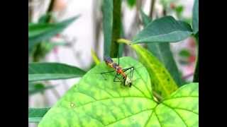 Assassin bug attacking stinkbug [upl. by Kcim]