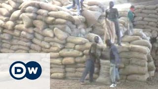 Ivory Coast is worlds top cashew exporter  Business [upl. by Rasaec]