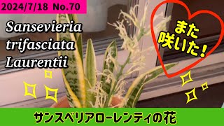 【多肉植物】【観葉植物】サンスベリア ローレンティ￼の花がまた咲いた‼️うっれしぃ〜〜😊 [upl. by Urd]