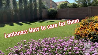 How to Care for Beautiful Lantanas in The Landscape [upl. by Anilejna]