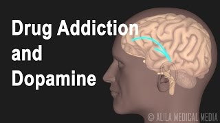 Mechanism of Drug Addiction in the Brain Animation [upl. by Annoet]