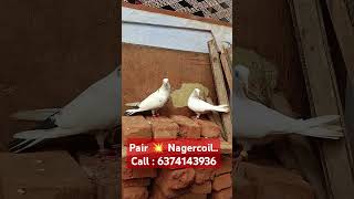 High flyer pair 💥 Nagercoil 📌unlimited nagercoilpigeons shorts kabootar pigeon bird [upl. by Neliak209]