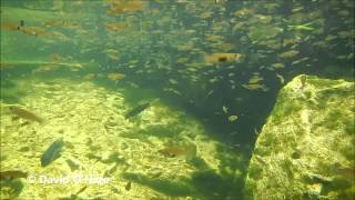 Masses of Gambusia yucatana at Cenote Cristalino Mexico HD [upl. by Rednasela]