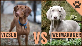 Vizsla vs Weimaraner  Dog Breed Comparison [upl. by Kappel]