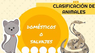 Clasificacion de animales domesticos o salvajes [upl. by Elysha]