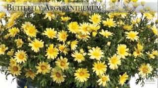 Proven Winners® Gardener Channel Proven Winners® Butterfly Argyranthemum [upl. by Bethezel]