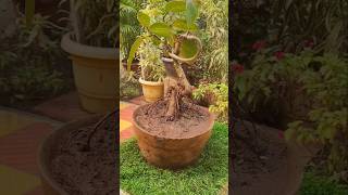 Perfectly Shaping Banyan Bonsai  shorts ytshort viralshorts bonsaitree bonsaiideas bonsai [upl. by Ebaj686]