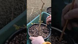 Transplanting Field Maples into Pond Baskets bonsai fieldmaple [upl. by Zondra436]