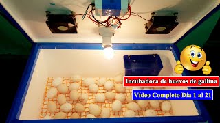 Incubadora Casera Para Huevos de Gallina  Incubadora Casera Automatica  Cómo hacer una Incubadora [upl. by Bev]