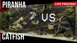 PIRANHAS vs CATFISH in Predatory faceoff Warning Graphic content [upl. by Asillam750]