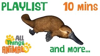 TOP 6 CUTE ANIMALS   Playlist For Kids  All Things Animal TV [upl. by Cirderf218]