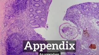 What is Appendix  How Does Appendix Look  How to Say Appendix in English [upl. by Wessling631]