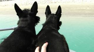 Scottish Terriers chasing wavesMP4 [upl. by Manon]