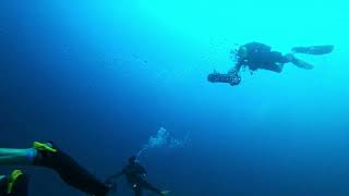 100 SHARKS IN MOOFUSHI KANDU [upl. by Alec]