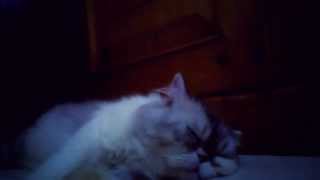 Persian Cat Sleeping [upl. by Pascia]