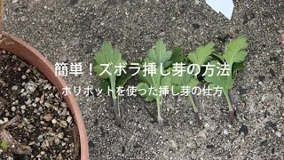 簡単！ズボラ挿し芽の方法～ポリポットの意外な使い方～ [upl. by Eyks]