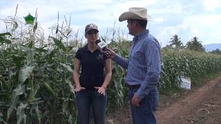 AgroScience  Mayores Rendimientos en Maíz Elotero Súper Dulce Amarillo [upl. by Alaster]