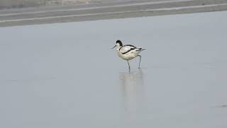 DSCN1264 Pied Avocet Gajaldoba Barrage Jalpaiguri WB 06022024 [upl. by Halladba]