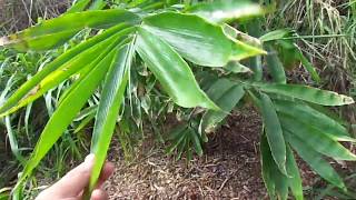 Dendrocalamus sinicus dragon bamboo growing new upsized shoot after 45 days in the ground [upl. by Hess]